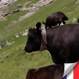 Collier GPS 4G vache cheval ultra longue autonomie 10 ans accès serveur et carte SIM incluse pochette cuir et collier